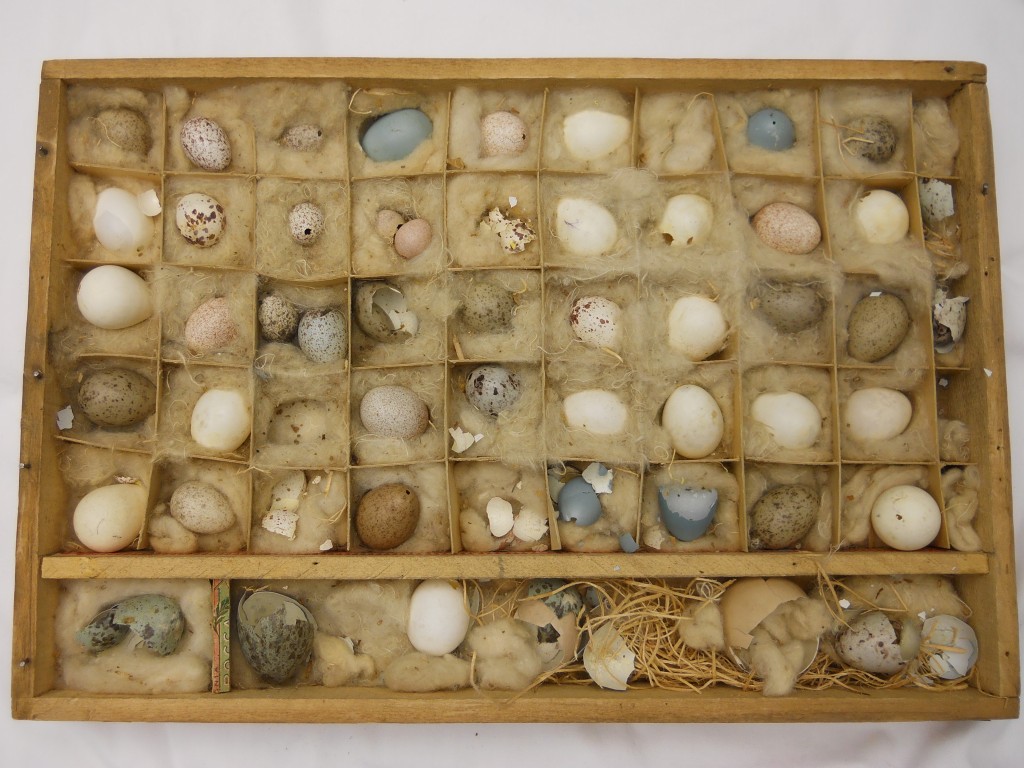 Egg Collection – Western Illinois Museum
